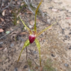 Caladenia pectinata at Stirling Range National Park - 14 Sep 2019