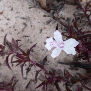 Hemiandra pungens at Takalarup, WA - 14 Sep 2019