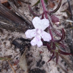 Hemiandra pungens at Takalarup, WA - 14 Sep 2019