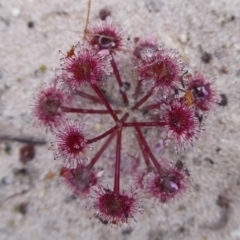 Drosera purpurascens at Stirling Range National Park - 14 Sep 2019 by Christine