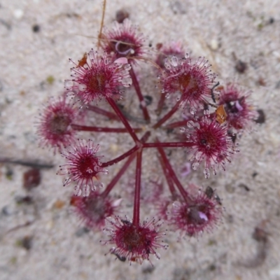 Drosera purpurascens at Takalarup, WA - 14 Sep 2019 by Christine