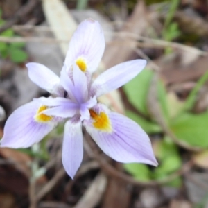 Moraea setifolia at Stirling Range National Park, WA - 14 Sep 2019 04:20 PM