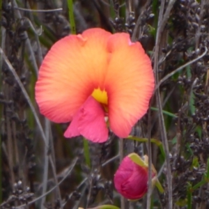 Gompholobium polymorphum at Stirling Range National Park, WA - 14 Sep 2019