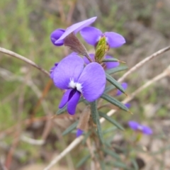 Hovea pungens (Devil's Pins) at Stirling Range National Park, WA - 14 Sep 2019 by Christine