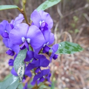 Hovea elliptica at Porongurup, WA - 15 Sep 2019 12:59 PM