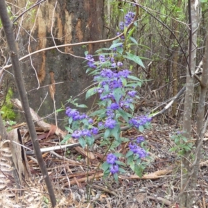 Hovea elliptica at Porongurup, WA - 15 Sep 2019 12:59 PM