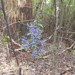 Hovea elliptica at Porongurup, WA - 15 Sep 2019 12:59 PM