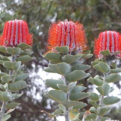 Banksia coccinea (Scarlet Banksia) at Cheynes, WA - 16 Sep 2019 by Christine