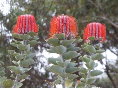 Banksia coccinea (Scarlet Banksia) at Cheynes, WA - 16 Sep 2019 by Christine