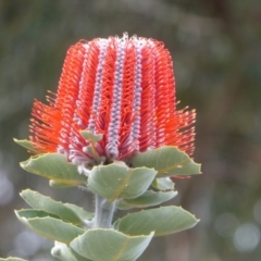 Banksia coccinea at Cheynes, WA - 16 Sep 2019