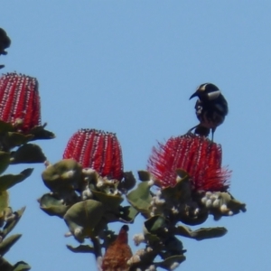 Banksia coccinea at Cheynes, WA - 16 Sep 2019