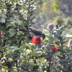 Banksia coccinea at Cheynes, WA - 16 Sep 2019