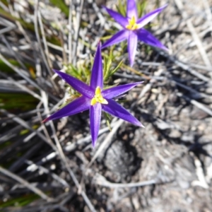 Calectasia grandiflora at Cheynes, WA - 16 Sep 2019 01:27 PM