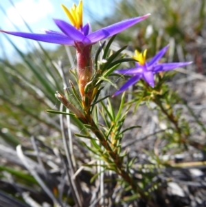 Calectasia grandiflora at Cheynes, WA - 16 Sep 2019 01:27 PM