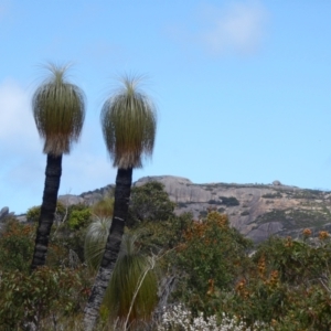 Xanthorrhoea sp. at Cheynes, WA - suppressed