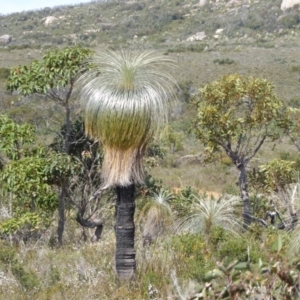 Xanthorrhoea sp. at Cheynes, WA - suppressed