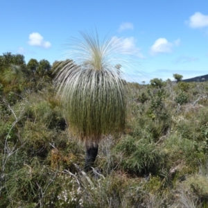 Xanthorrhoea sp. at Cheynes, WA - suppressed