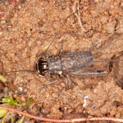Lepidogryllus sp. (genus) (A cricket) at Callum Brae - 13 Jun 2022 by rawshorty
