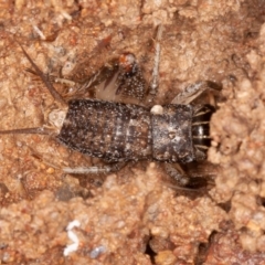 Lepidogryllus sp. (genus) at Jerrabomberra, ACT - 13 Jun 2022