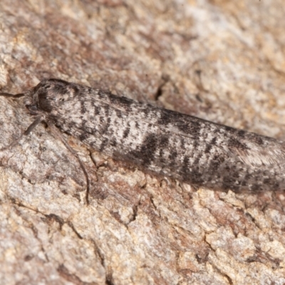 Lepidoscia adelopis, annosella and similar species (A Case moth) at Callum Brae - 13 Jun 2022 by rawshorty