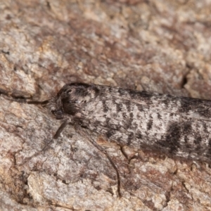 Lepidoscia adelopis, annosella and similar species at Jerrabomberra, ACT - 13 Jun 2022 10:11 AM