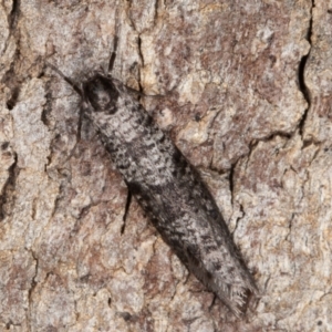 Lepidoscia adelopis, annosella and similar species at Jerrabomberra, ACT - 13 Jun 2022 10:11 AM