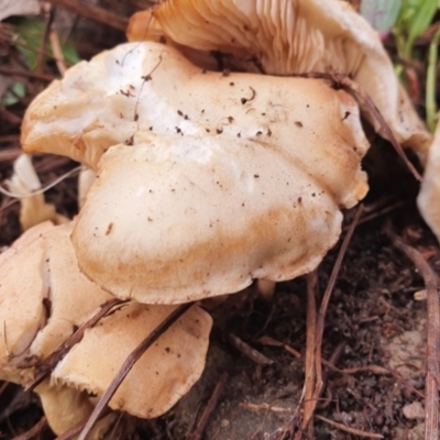 Unidentified Cap on a stem; gills below cap [mushrooms or mushroom-like] at Gundaroo, NSW - 14 Jun 2022 by Gunyijan