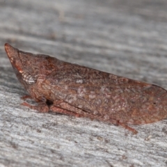 Smicrocotis obscura (Leafhopper) at Callum Brae - 13 Jun 2022 by rawshorty