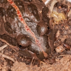 Limnodynastes tasmaniensis (Spotted Grass Frog) at Callum Brae - 13 Jun 2022 by rawshorty
