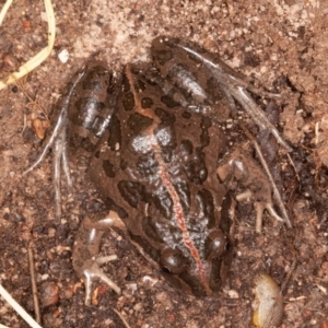 Limnodynastes tasmaniensis at Jerrabomberra, ACT - 13 Jun 2022 11:45 AM