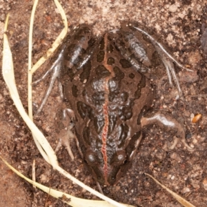 Limnodynastes tasmaniensis at Jerrabomberra, ACT - 13 Jun 2022 11:45 AM