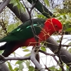 Alisterus scapularis (Australian King-Parrot) at Isaacs, ACT - 14 Jun 2022 by Mike