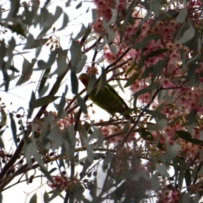 Lathamus discolor (Swift Parrot) at Charles Sturt University - 14 Jun 2022 by Darcy