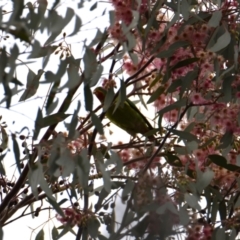 Lathamus discolor (Swift Parrot) at Charles Sturt University - 14 Jun 2022 by Darcy