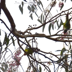 Lathamus discolor at Thurgoona, NSW - suppressed