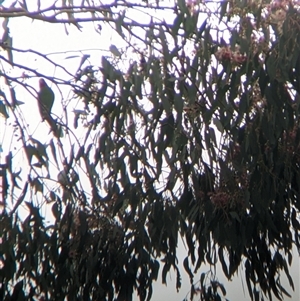 Lathamus discolor at Thurgoona, NSW - suppressed