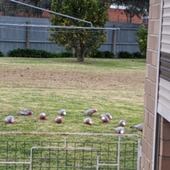 Eolophus roseicapilla (Galah) at Albury - 13 Jun 2022 by Darcy