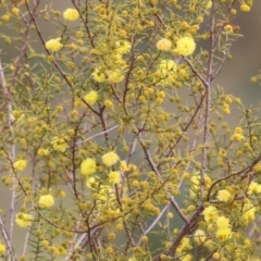 Acacia ulicifolia (Prickly Moses) at Wodonga, VIC - 13 Jun 2022 by KylieWaldon