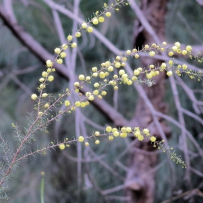 Acacia ulicifolia (Prickly Moses) at WREN Reserves - 13 Jun 2022 by KylieWaldon
