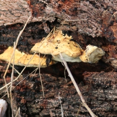 Unidentified Other fungi on wood at Wodonga, VIC - 13 Jun 2022 by KylieWaldon