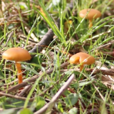 Unidentified Cap on a stem; gills below cap [mushrooms or mushroom-like] at Wodonga - 13 Jun 2022 by KylieWaldon