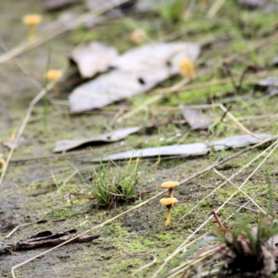 Lichenomphalia chromacea at WREN Reserves - 13 Jun 2022 by KylieWaldon