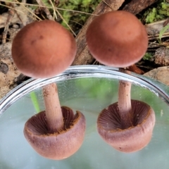 Unidentified Cap on a stem; gills below cap [mushrooms or mushroom-like] at Wodonga, VIC - 13 Jun 2022 by KylieWaldon