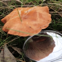 Unidentified Cap on a stem; gills below cap [mushrooms or mushroom-like] at Wodonga, VIC - 13 Jun 2022 by KylieWaldon