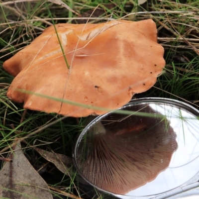 Unidentified Cap on a stem; gills below cap [mushrooms or mushroom-like] at Wodonga, VIC - 13 Jun 2022 by KylieWaldon