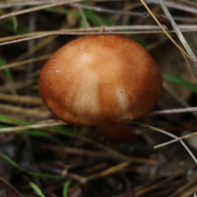 Unverified Cap on a stem; gills below cap [mushrooms or mushroom-like] at Wodonga, VIC - 13 Jun 2022 by KylieWaldon