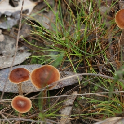 Unidentified Cap on a stem; gills below cap [mushrooms or mushroom-like] at WREN Reserves - 13 Jun 2022 by KylieWaldon