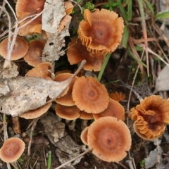 Unidentified Cap on a stem; gills below cap [mushrooms or mushroom-like] at Wodonga, VIC - 13 Jun 2022 by KylieWaldon