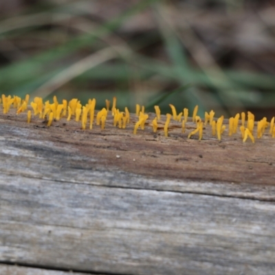 Calocera sinensis at Wodonga - 13 Jun 2022 by KylieWaldon