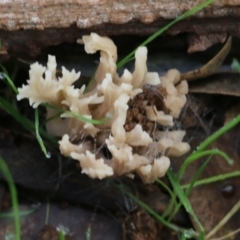 Clavulina sp. at Wodonga - 13 Jun 2022 by KylieWaldon